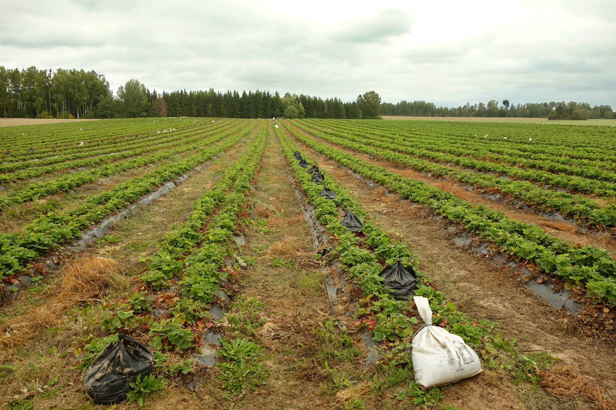 01-65_Tee_Alt-Laari_linnamaele-maasikap6ld_13_09_2022_DSC09748-2.jpg